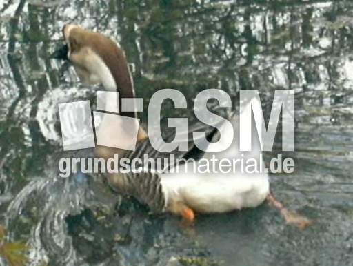 Schwan.JPG